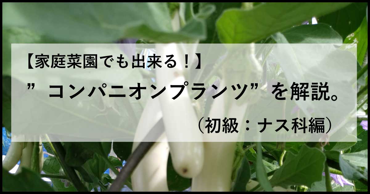 家庭菜園でも出来る コンパニオンプランツ を解説 初級 ナス科編 のはら菜園日記