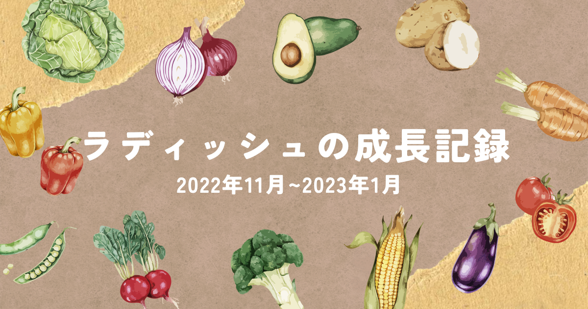 ラディッシュの成長記録2022年11月～23年1月